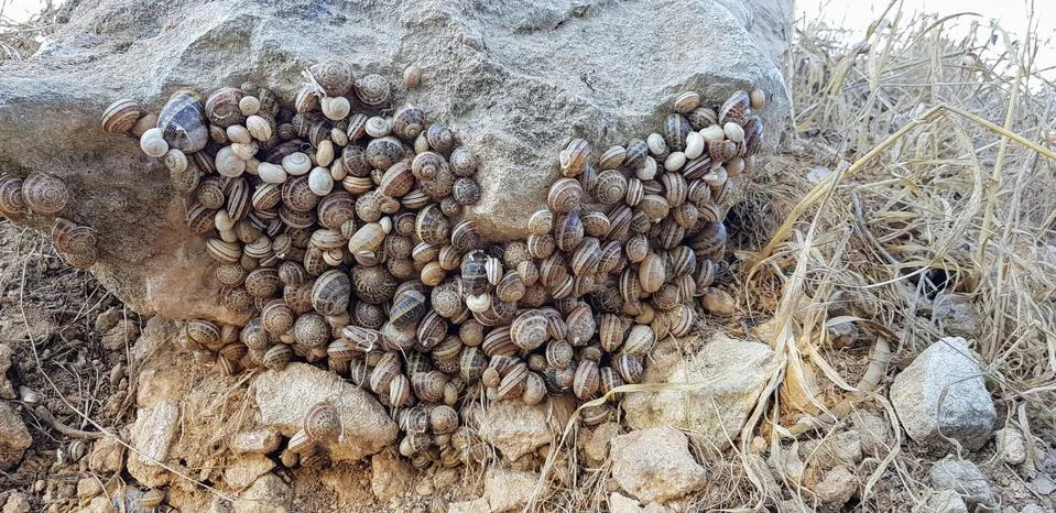 Grape snails on the stone Stock Photos