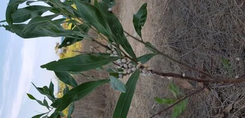 Grape snails on the tree Stock Photos