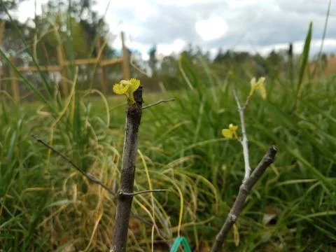 Grape Sprout Stock Photos