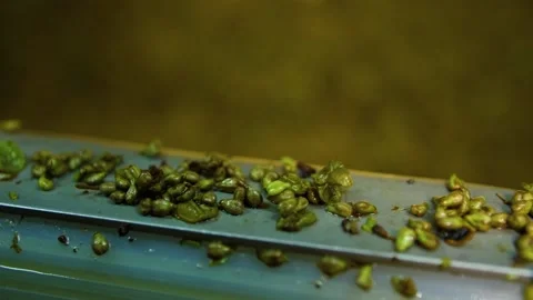 Grape squeezes after pressing at the winery Stock Footage 169136659