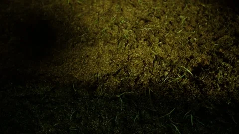 Grape squeezes after pressing at the winery Stock Footage 169136691
