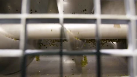 Grape squeezes after pressing at the winery Stock Footage 169136792