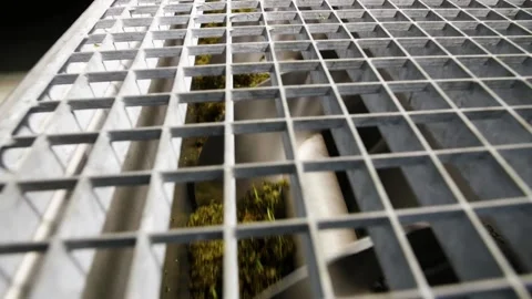 Grape squeezes after pressing at the winery Stock Footage 169136837