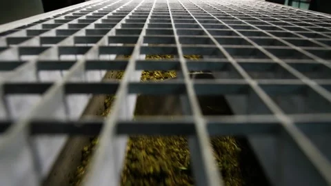 Grape squeezes after pressing at the winery Stock Footage 169136860
