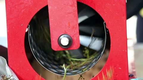 Grape stalk - pressing machine Stock Footage 45619954