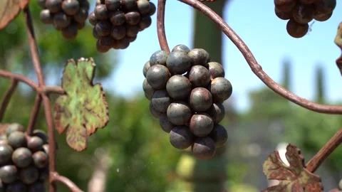 Grape statue at vineyard Vídeo Stock 197630753