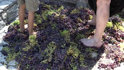 Grape stomping during harvest with bare feet and grape clusters in Greece Stock Footage 325835244