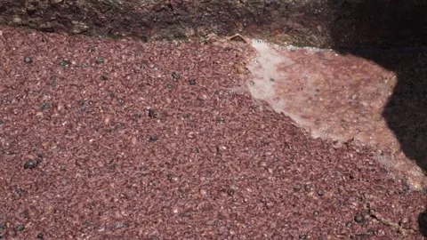 Grape stomping red wine  Stock Footage 144763909