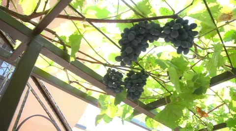 Grape in sunbeam slider shoot 库存影片 43215120