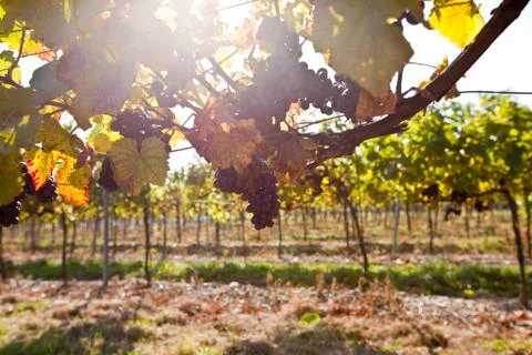 Grape in sunlight Stock Photos