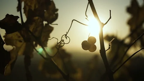 Grape at sunrise Video stock 85670966