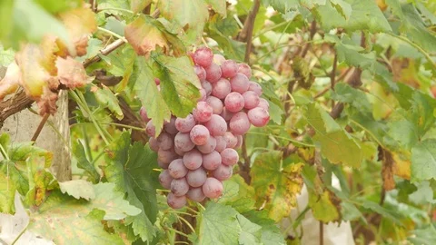 Grape take  in Autumn 스톡 동영상 78693892