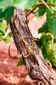 Grape Tendrils on Weathered Vine Trunk Stock Photos