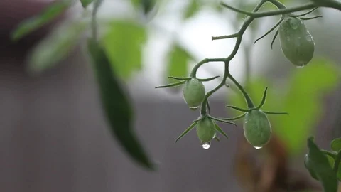 Grape tomatos on vine with rain drops Stock Footage 89580887