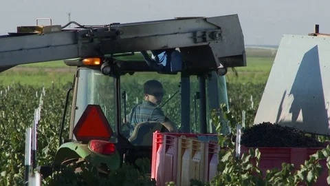 Grape trailer pulled alongside combine as grapes fall into the container, 4K. Stock Footage 81685666