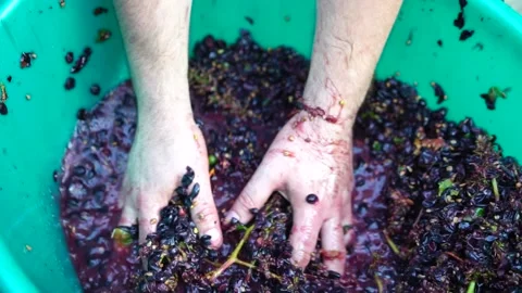Grape-treading or grape-stomping in traditional winemaking. Senior farmer Stock Footage 164020280