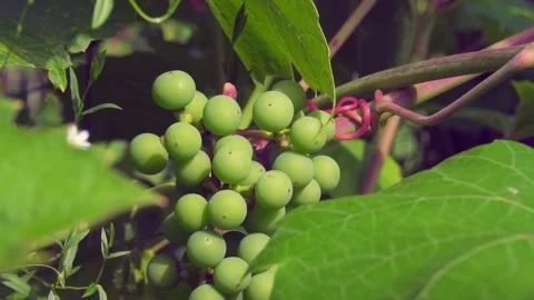 Grape tree bush during the flowering period of the vine. Stock Footage 202554606