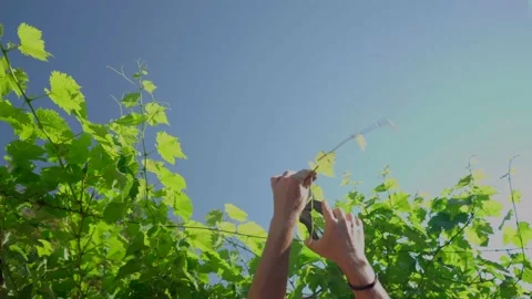 Grape tree cutting with shears Stock Footage 139102982