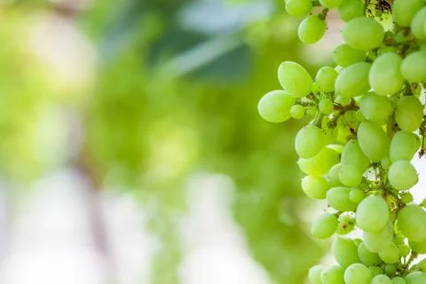 Grape tree in the garden Foto stock