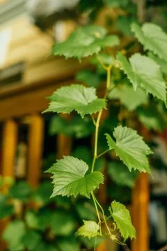 Grape tree in the garden Stock Photos