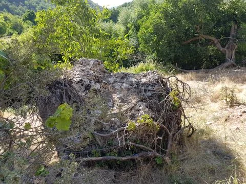 Grape tree hugging a big mountain rock Stock Photos