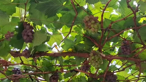 Grape tree with hydroponic system Stock Footage 291548407