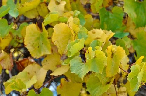 Grape tree leaves background Stock Photos