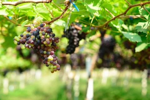 Grape on the tree Stock Photos