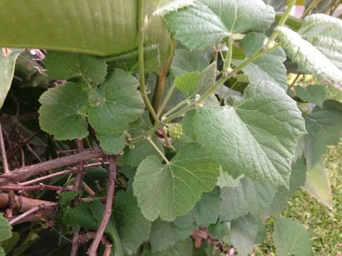 Grape tree Stock Photos