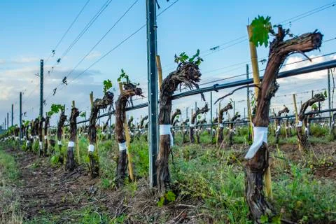 Grape tree pruning. Pruned and trimmed for growth to harvest. Fotos Stock