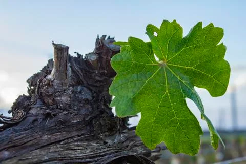 Grape tree pruning. Pruned and trimmed for growth to harvest. Stock Photos
