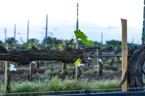 Grape tree pruning. Pruned and trimmed for growth to harvest. Stock Photos