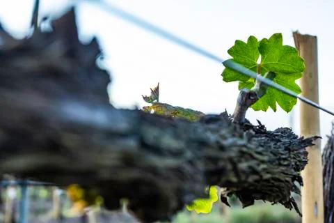 Grape tree pruning. Pruned and trimmed for growth to harvest. Stock Photos