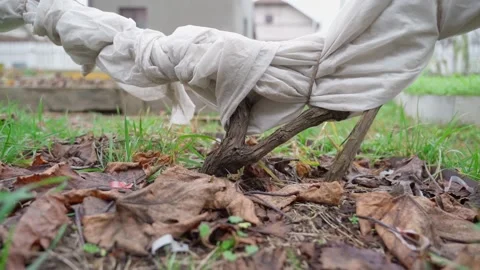 Grape tree wrapped in white agrofibre to protect against frost, close-up Stock Footage 324698013