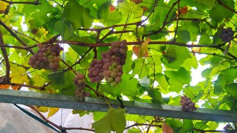 Grape tree,hydroponic system of grape tree Stock Photos