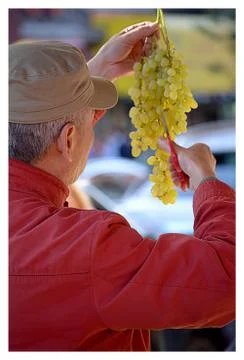 The Grape Trimmer Stock Photos