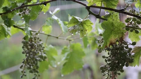Grape twig in the rain Vídeo Stock 40382268