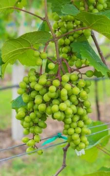 Grape valley Stock Photos