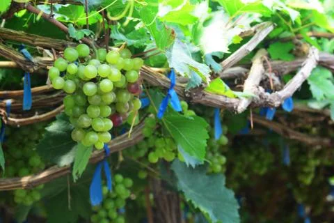 The grape varieties black opal in the vineyard Stock Photos