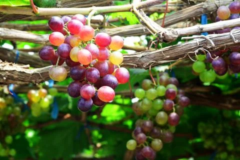 The grape varieties black opal in the vineyard Stock Photos