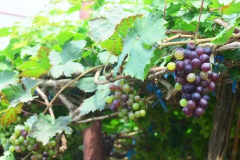 The grape varieties black opal in the vineyard Stock Photos