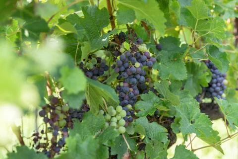 Grape variety Stock Photos