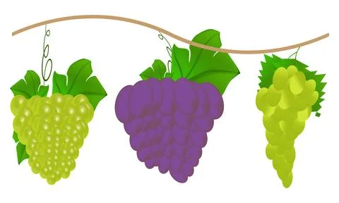 Grape  Vector Design And Illustration Bundle. Stock Illustration