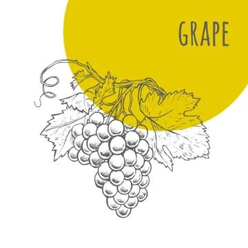 Grape vector freehand pencil drawn sketch Stock Illustration