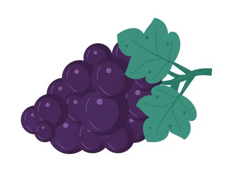 Grape vector isolated on white background. Fruit, fresh, health food icon 스톡 일러스트