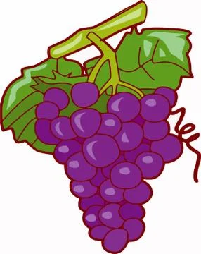 Grape  vector on white background Stock Illustration