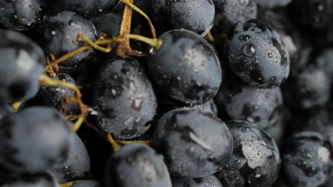 Grape. Vertical view of camera slowly moves up to show beautiful black grapes Видео 168400430