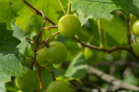 Grape Vine 2 Stock Photos