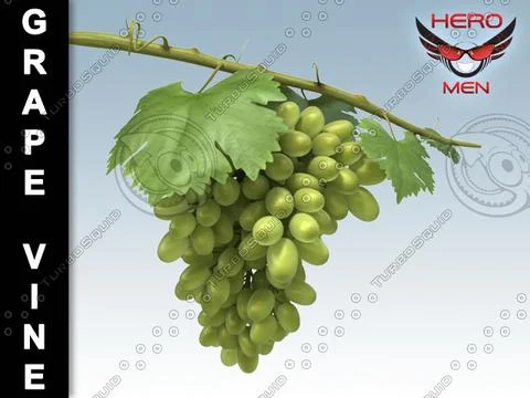 Grape Vine 3D Model