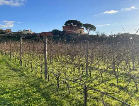 Grape vine against blue sky in winter. Nature and sunny day in countryside Stock Photos